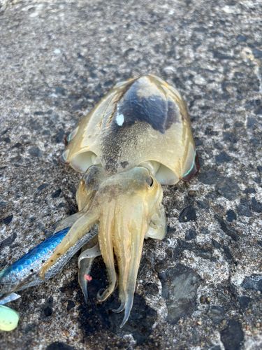 コウイカの釣果
