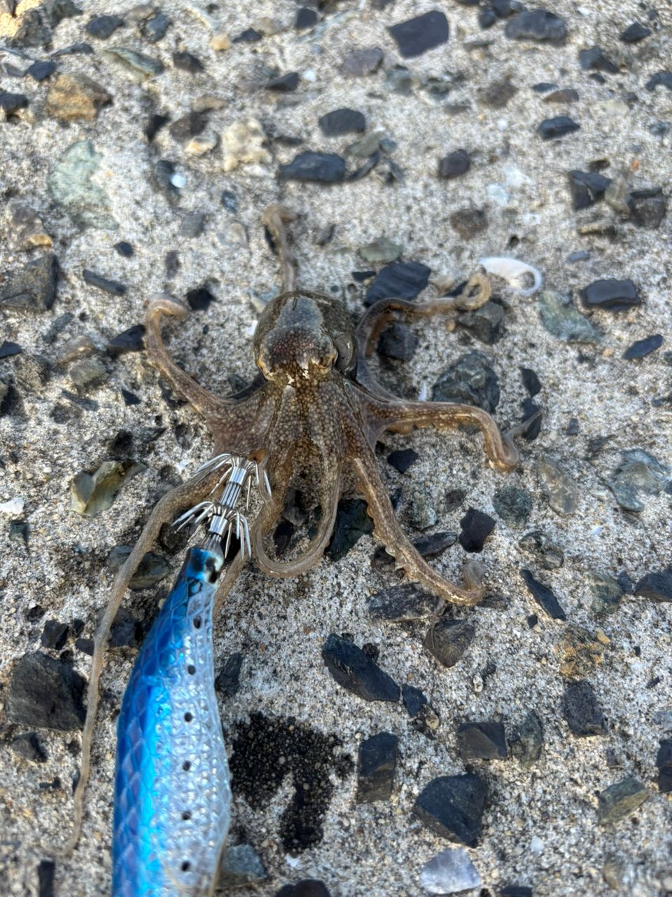 コウイカ