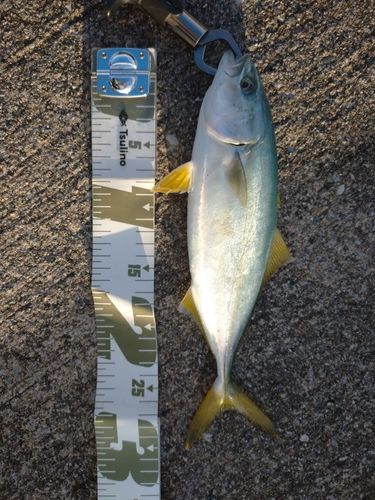 ワカシの釣果