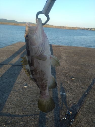 クエの釣果
