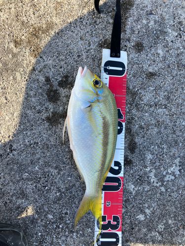 ジューマー(ヒトスジタマガシラ)の釣果