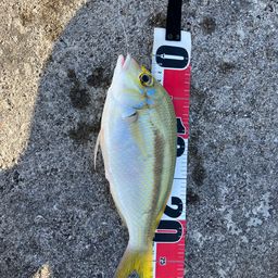 ジューマー(ヒトスジタマガシラ)