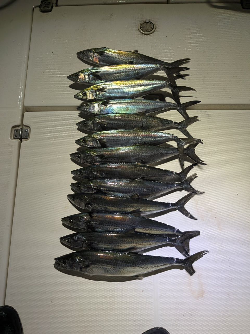 AbuGarcia オーシャンフィールド サワラキャスティング OFWS-702MLの最