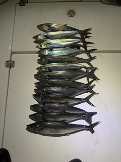 サゴシの釣果