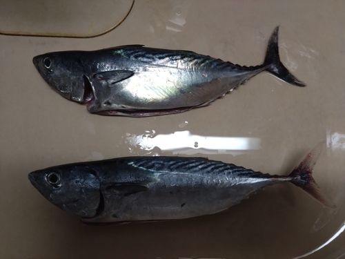 垂水新港