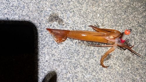スルメイカの釣果