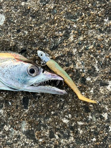 タチウオの釣果
