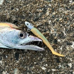 タチウオ
