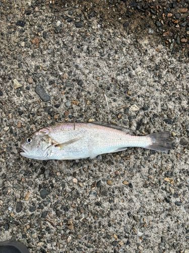 イシモチの釣果
