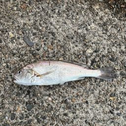 イシモチ
