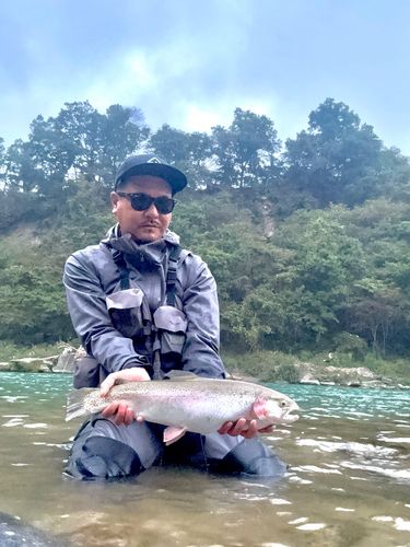 ニジマスの釣果