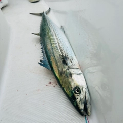 サワラの釣果