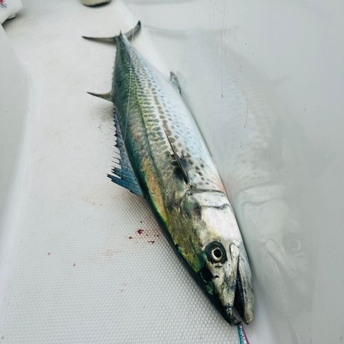サワラの釣果