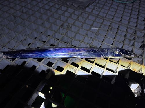 タチウオの釣果