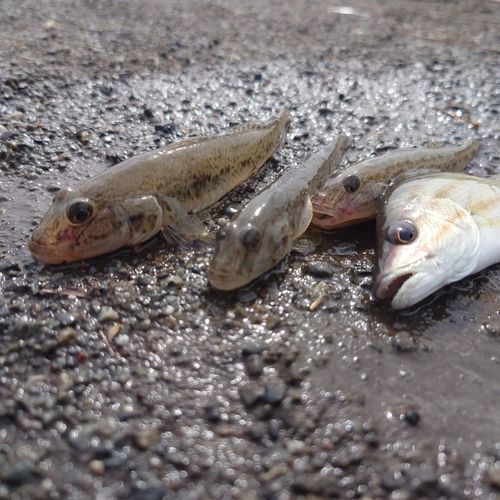 ハゼの釣果