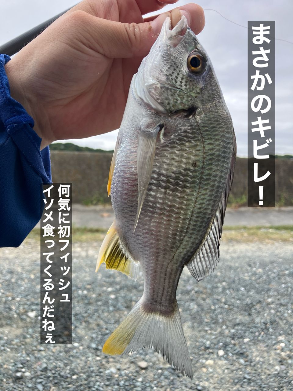 キビレ