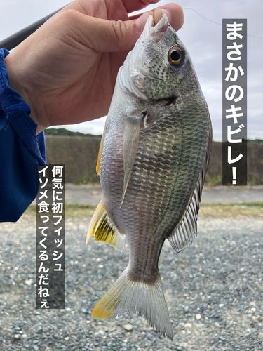 キビレの釣果