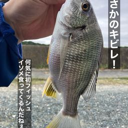 キビレ