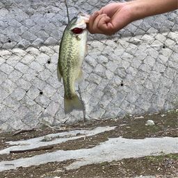 ブラックバス