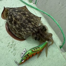 アオリイカ