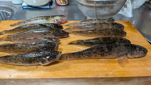 ハゼの釣果