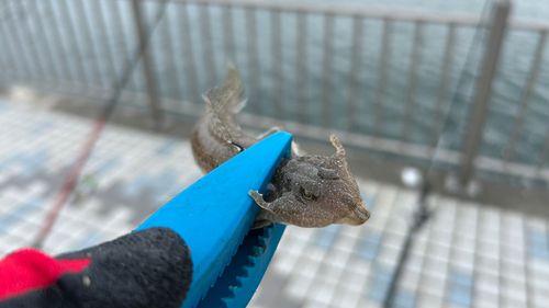 メゴチの釣果