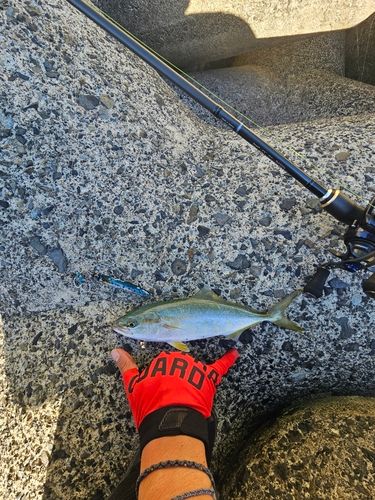 ワカシの釣果