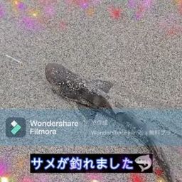 ドチザメ