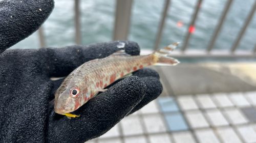 ヒメジの釣果