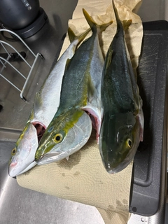 ハマチの釣果