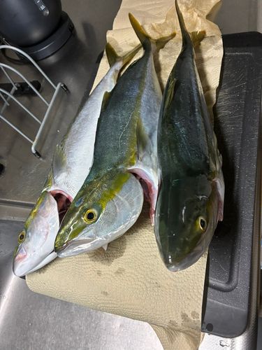 ハマチの釣果