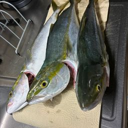 ハマチ