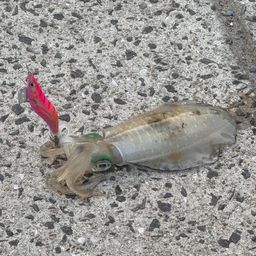 アオリイカ