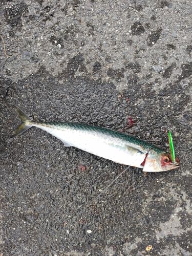 サバの釣果