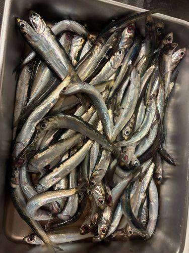カタクチイワシの釣果