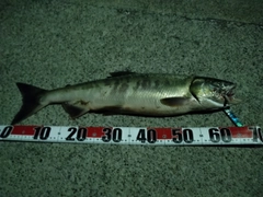 アキアジの釣果