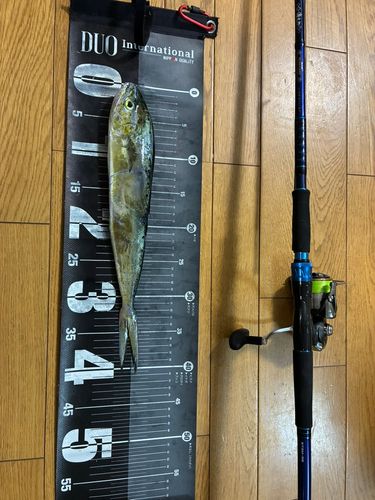 シイラの釣果