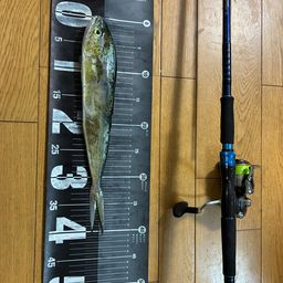 シイラ