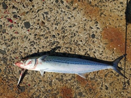 サゴシの釣果