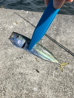 サバの釣果