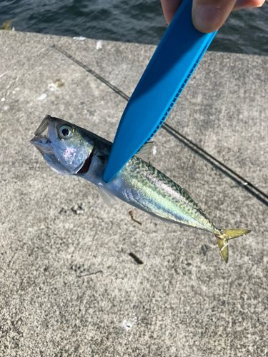 サバの釣果