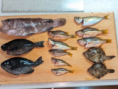 マハタモドキの釣果