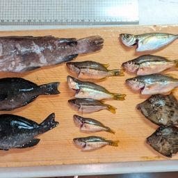 マハタモドキ