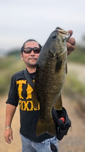 スモールマウスバスの釣果