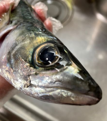 サバの釣果