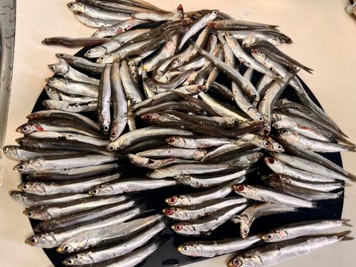 カタクチイワシの釣果