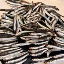 カタクチイワシ