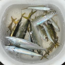 アジ