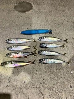 サバの釣果