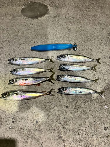 サバの釣果